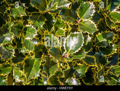 Gros plan de l'ilex aquifolium, buisson houleux variégé dans Sunshine Scotland, Royaume-Uni Banque D'Images