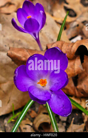 Les crocus mauve en fleur poussant dans un jardin de Londres Banque D'Images