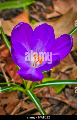 Les crocus mauve en fleur poussant dans un jardin de Londres Banque D'Images