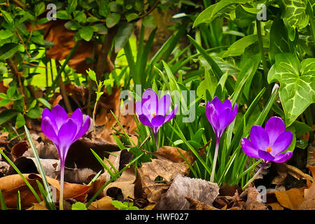 Les crocus mauve en fleur poussant dans un jardin de Londres Banque D'Images