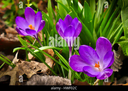 Les crocus mauve en fleur poussant dans un jardin de Londres Banque D'Images