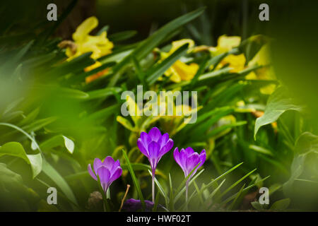 Les crocus mauve en fleur poussant dans un jardin de Londres Banque D'Images