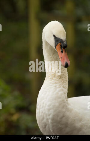 Portrait d'un cygne blanc Banque D'Images