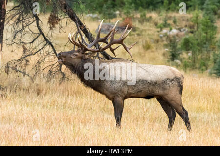 Bull wapitis (Cervus elaphus) brames, Jasper National Park, Alberta, Canada Banque D'Images