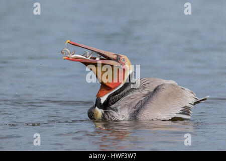 Plumage nuptial un pélican brun refait surface à partir d'une plongée explosive avec une gorgée d'anchois en difficulté avant d'avaler dans les secondes. Banque D'Images