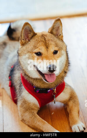 Un gros plan d'une Shiba Inu il porte un collier et un gilet. Banque D'Images