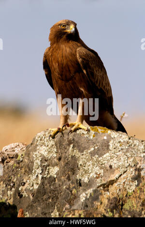 Aquila pennata Banque D'Images