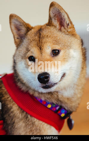 Un gros plan d'une Shiba Inu chien portant un collier. Banque D'Images