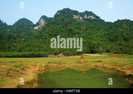 Belle campagne de Quang Binh, Viet Nam, vert domaine de l'agriculture, de la chaîne de montagnes, l'air frais, eco green faire belle destination pour voyage vietnam Banque D'Images