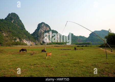 Belle campagne de Quang Binh, Viet Nam, vert domaine de l'agriculture, de la chaîne de montagnes, l'air frais, eco green faire belle destination pour voyage vietnam Banque D'Images