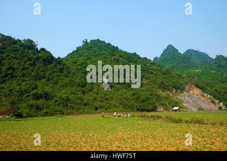 Belle campagne de Quang Binh, Viet Nam, vert domaine de l'agriculture, de la chaîne de montagnes, l'air frais, eco green faire belle destination pour voyage vietnam Banque D'Images