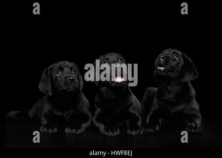 Labrador Retriever puppies isolé sur fond noir Banque D'Images