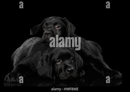 Labrador Retriever puppies isolé sur fond noir Banque D'Images