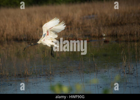 Un Ibis à tête noire volant au-dessus de la rivière Banque D'Images