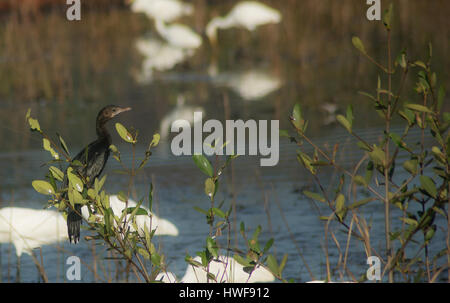 Grand Cormoran perché en haut d'un arbre Banque D'Images