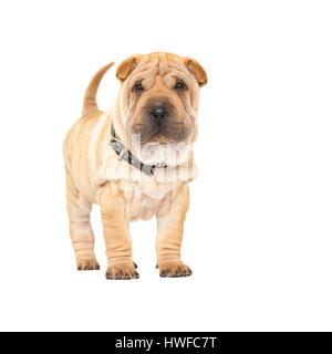 Mignon femelle ridée Shar-Pei chiot chien isolé sur fond blanc Modèle Libération : N° des biens : oui (chien). Banque D'Images