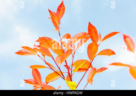 Photinia x fraseri 'Red Robin' Banque D'Images