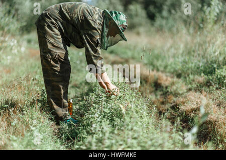 Femme en tenue de camouflage vêtements de protection les feuilles de menthe de collecte par les mains, avec la nature mise au point sélectionné forêt vert brillant, fond lumière ensoleillée Banque D'Images