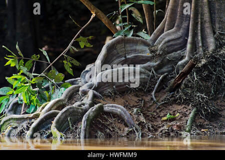 Grand contrefort racines d'un palétuvier Kinabatangan River, à Sabah, Bornéo. Banque D'Images