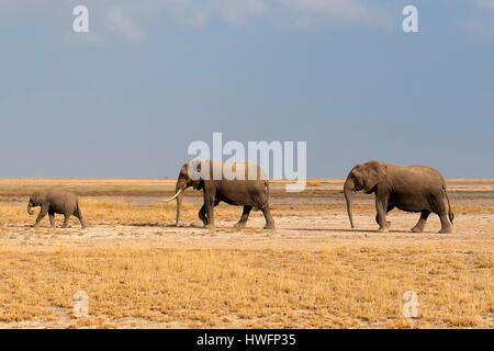 L'éléphant dans le Parc national Amboseli, au Kenya. Banque D'Images