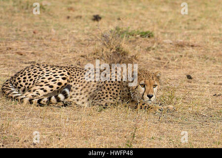 Un guépard montres explorer un appareil photo utilisé par la télévision chinoise CCTV en compagnie de Maasai Mara, Kenya dans l'été de 2013. Banque D'Images