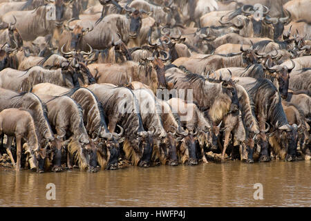 Gnous la queue pour prendre un verre au bord de la rivière Mara, Kenya en juillet 2013. Quelques minutes après qu'ils tous les croassed la rivière. Banque D'Images