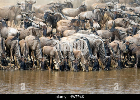 Gnous la queue pour prendre un verre au bord de la rivière Mara, Kenya en juillet 2013. Quelques minutes après qu'ils tous les croassed la rivière. Banque D'Images