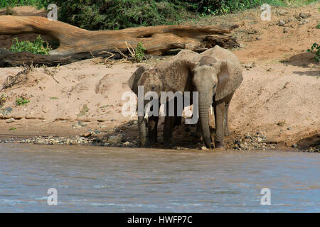 L'éléphant de boire de la rivière Ewaso Ng'iro dans la réserve nationale de Samburu, Kenya. Banque D'Images