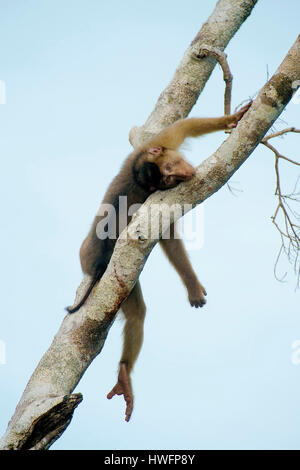 Le sud de l'activité porcine macaques (Macaca nemestrina tailes) Menaggul de rivière, Sabah, Bornéo. Banque D'Images