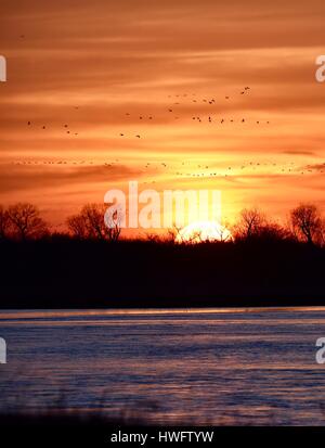 Wood River, Nebraska, USA, le 20 mars, 2017. Parmi les grandes migrations animales, les Grues du Canada éveillé et prenez la propriété gérée par la grue Trust, Wood River, Nebraska. La migration de printemps des grues du Canada de la population dans le centre du Nebraska Flyway est estimé à 650 000. Plus de 80 pour cent de la population de Grues du Canada convergeront vers la vallée de la rivière Platte, Nebraska, un morceau de l'habitat menacé en Amérique du Nord's Central Flyway. Crédit : John D. Ivanko/Alamy Live News Banque D'Images