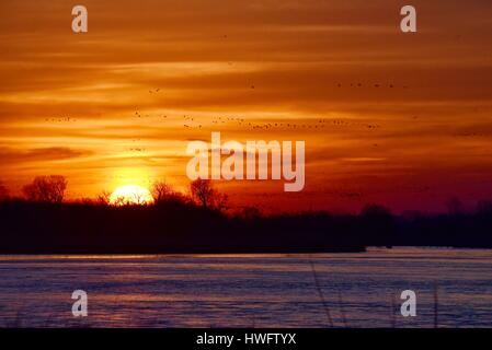 Wood River, Nebraska, USA, le 20 mars, 2017. Parmi les grandes migrations animales, les Grues du Canada éveillé et prenez la propriété gérée par la grue Trust, Wood River, Nebraska. La migration de printemps des grues du Canada de la population dans le centre du Nebraska Flyway est estimé à 650 000. Plus de 80 pour cent de la population de Grues du Canada convergeront vers la vallée de la rivière Platte, Nebraska, un morceau de l'habitat menacé en Amérique du Nord's Central Flyway. Crédit : John D. Ivanko/Alamy Live News Banque D'Images