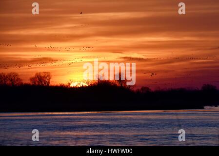 Wood River, Nebraska, USA, le 20 mars, 2017. Parmi les grandes migrations animales, les Grues du Canada éveillé et prenez la propriété gérée par la grue Trust, Wood River, Nebraska. La migration de printemps des grues du Canada de la population dans le centre du Nebraska Flyway est estimé à 650 000. Plus de 80 pour cent de la population de Grues du Canada convergeront vers la vallée de la rivière Platte, Nebraska, un morceau de l'habitat menacé en Amérique du Nord's Central Flyway. Crédit : John D. Ivanko/Alamy Live News Banque D'Images