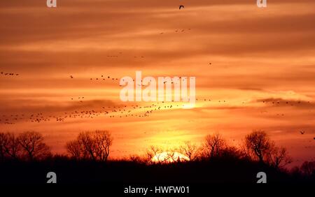 Wood River, Nebraska, USA, le 20 mars, 2017. Parmi les grandes migrations animales, les Grues du Canada éveillé et prenez la propriété gérée par la grue Trust, Wood River, Nebraska. La migration de printemps des grues du Canada de la population dans le centre du Nebraska Flyway est estimé à 650 000. Plus de 80 pour cent de la population de Grues du Canada convergeront vers la vallée de la rivière Platte, Nebraska, un morceau de l'habitat menacé en Amérique du Nord's Central Flyway. Crédit : John D. Ivanko/Alamy Live News Banque D'Images