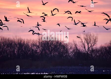 Wood River, Nebraska, USA, le 20 mars, 2017. Parmi les grandes migrations animales, les Grues du Canada éveillé et prenez la propriété gérée par la grue Trust, Wood River, Nebraska. La migration de printemps des grues du Canada de la population dans le centre du Nebraska Flyway est estimé à 650 000. Plus de 80 pour cent de la population de Grues du Canada convergeront vers la vallée de la rivière Platte, Nebraska, un morceau de l'habitat menacé en Amérique du Nord's Central Flyway. Crédit : John D. Ivanko/Alamy Live News Banque D'Images