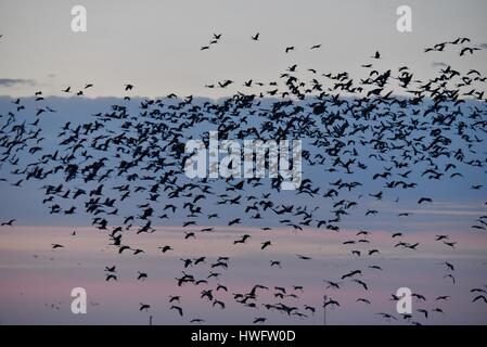 Wood River, Nebraska, USA, le 20 mars, 2017. Parmi les grandes migrations animales, les Grues du Canada éveillé et prenez la propriété gérée par la grue Trust, Wood River, Nebraska. La migration de printemps des grues du Canada de la population dans le centre du Nebraska Flyway est estimé à 650 000. Plus de 80 pour cent de la population de Grues du Canada convergeront vers la vallée de la rivière Platte, Nebraska, un morceau de l'habitat menacé en Amérique du Nord's Central Flyway. Crédit : John D. Ivanko/Alamy Live News Banque D'Images