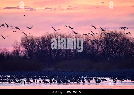 Wood River, Nebraska, USA, le 20 mars, 2017. Parmi les grandes migrations animales, les Grues du Canada viennent se reposer pour la nuit à une propriété gérée par la grue Trust, Wood River, Nebraska. La migration de printemps des grues du Canada de la population dans le centre du Nebraska Flyway est estimé à 650 000. Plus de 80 pour cent de la population de Grues du Canada convergeront vers la vallée de la rivière Platte, Nebraska, un morceau de l'habitat menacé en Amérique du Nord's Central Flyway. Crédit : John D. Ivanko/Alamy Live News Banque D'Images