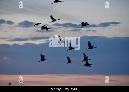 Wood River, Nebraska, USA, le 20 mars, 2017. Parmi les grandes migrations animales, les Grues du Canada de venir à se percher pour la nuit à une propriété gérée par la grue Trust, Wood River, Nebraska. La migration de printemps des grues du Canada de la population dans le centre du Nebraska Flyway est estimé à 650 000. Plus de 80 pour cent de la population de Grues du Canada convergeront vers la vallée de la rivière Platte, Nebraska, un morceau de l'habitat menacé en Amérique du Nord's Central Flyway. Crédit : John D. Ivanko/Alamy Live News Banque D'Images