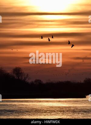 Wood River, Nebraska, USA, le 20 mars, 2017. Parmi les grandes migrations animales, les Grues du Canada éveillé et prenez la propriété gérée par la grue Trust, Wood River, Nebraska. La migration de printemps des grues du Canada de la population dans le centre du Nebraska Flyway est estimé à 650 000. Plus de 80 pour cent de la population de Grues du Canada convergeront vers la vallée de la rivière Platte, Nebraska, un morceau de l'habitat menacé en Amérique du Nord's Central Flyway. Crédit : John D. Ivanko/Alamy Live News Banque D'Images