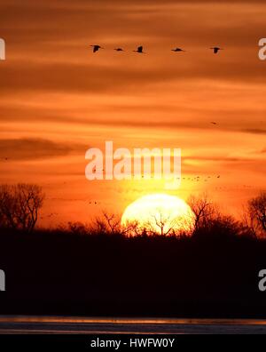 Wood River, Nebraska, USA, le 20 mars, 2017. Parmi les grandes migrations animales, les Grues du Canada éveillé et prenez la propriété gérée par la grue Trust, Wood River, Nebraska. La migration de printemps des grues du Canada de la population dans le centre du Nebraska Flyway est estimé à 650 000. Plus de 80 pour cent de la population de Grues du Canada convergeront vers la vallée de la rivière Platte, Nebraska, un morceau de l'habitat menacé en Amérique du Nord's Central Flyway. Crédit : John D. Ivanko/Alamy Live News Banque D'Images