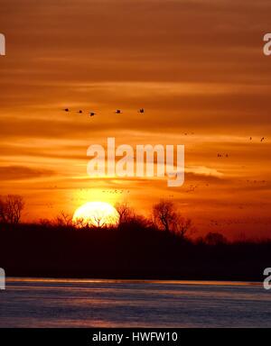 Wood River, Nebraska, USA, le 20 mars, 2017. Parmi les grandes migrations animales, les Grues du Canada éveillé et prenez la propriété gérée par la grue Trust, Wood River, Nebraska. La migration de printemps des grues du Canada de la population dans le centre du Nebraska Flyway est estimé à 650 000. Plus de 80 pour cent de la population de Grues du Canada convergeront vers la vallée de la rivière Platte, Nebraska, un morceau de l'habitat menacé en Amérique du Nord's Central Flyway. Crédit : John D. Ivanko/Alamy Live News Banque D'Images