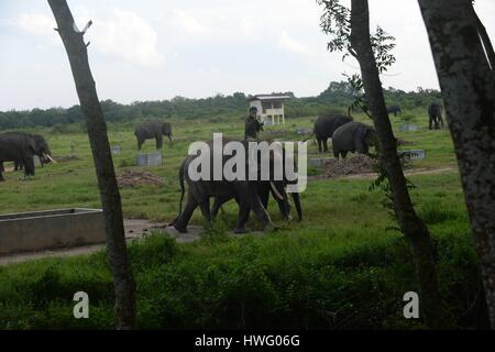 Lampung, Indonésie. Mar 20, 2017. Photo prise le 20 mars 2017 montre un mahout équitation un éléphant de Sumatra dans la région de Way Kambas National Park, à l'Est du district de Lampung, la province de Lampung, Indonésie. Ti'Kuncahya Crédit : B./Xinhua/Alamy Live News Banque D'Images