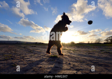 Mûres, East Sussex. 21 mars 2017. Cocker Anglais sautant pour un bal à la fin d'une journée lumineuse et ensoleillée, promenade Sussex. Crédit : Peter Cripps/Alamy Live News Banque D'Images