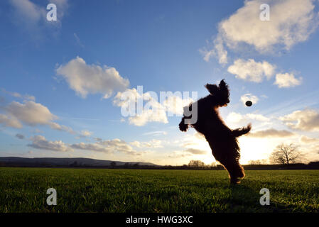 Mûres, East Sussex. 21 mars 2017. Cocker Anglais sautant pour un bal à la fin d'une journée lumineuse et ensoleillée, promenade Sussex. Crédit : Peter Cripps/Alamy Live News Banque D'Images