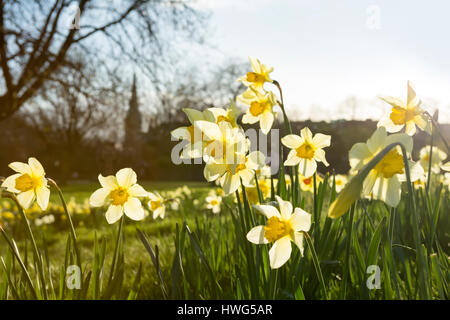 Londres, Royaume-Uni. 21 mars 2017. Le premier jour du printemps à Londres a un ciel bleu et soleil soulignant le doux verts et jaunes de la couleurs du printemps. Crédit : Jane Campbell/Alamy Live News Banque D'Images