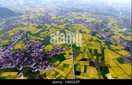 Hanzhong, Chine. Mar 21, 2017. Photo aérienne prise le 21 mars 2017 montre cole champs de fleurs dans le comté de Nanzheng Hanzhong City, au nord-ouest de la province de Shaanxi en Chine. Hanzhong détient cole fête des fleurs sur Mars de chaque année. Credit : Tao Ming/Xinhua/Alamy Live News Banque D'Images