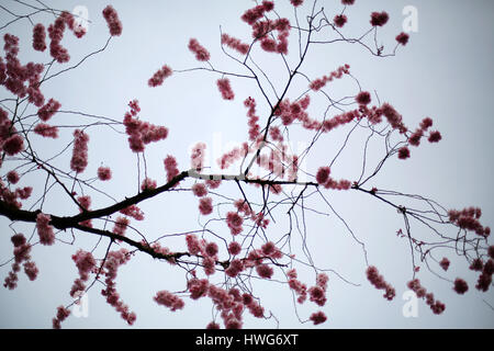 Dortmund, Allemagne. Mar 21, 2017. La branche d'un cerisier japonais en fleurs à Dortmund, en Allemagne, le 21 mars 2017. Photo : Ina Fassbender/dpa/Alamy Live News Banque D'Images