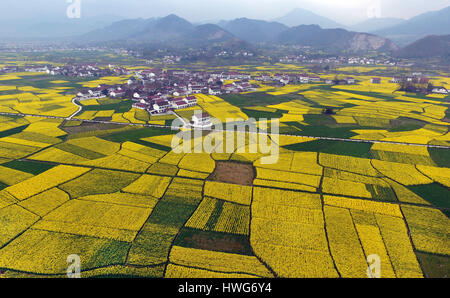 Hanzhong, Chine. Mar 21, 2017. Photo aérienne prise le 21 mars 2017 montre cole champs de fleurs dans le comté de Nanzheng Hanzhong City, au nord-ouest de la province de Shaanxi en Chine. Hanzhong détient cole fête des fleurs sur Mars de chaque année. Credit : Tao Ming/Xinhua/Alamy Live News Banque D'Images