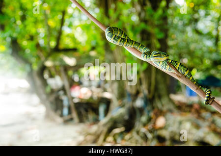 Tropidolaemus wagleri serpent venimeux de l'Asie à rayures jaune vert Banque D'Images