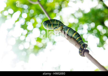 Tropidolaemus wagleri serpent venimeux de l'Asie à rayures jaune vert Banque D'Images