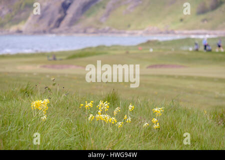 (Primula veris Cowslips) poussant dans l'herbe rugueuse sur Earlsferry Links golf course en été. Elie et de Earlsferry, East Neuk de Fife, Fife, Scotland, UK, Banque D'Images